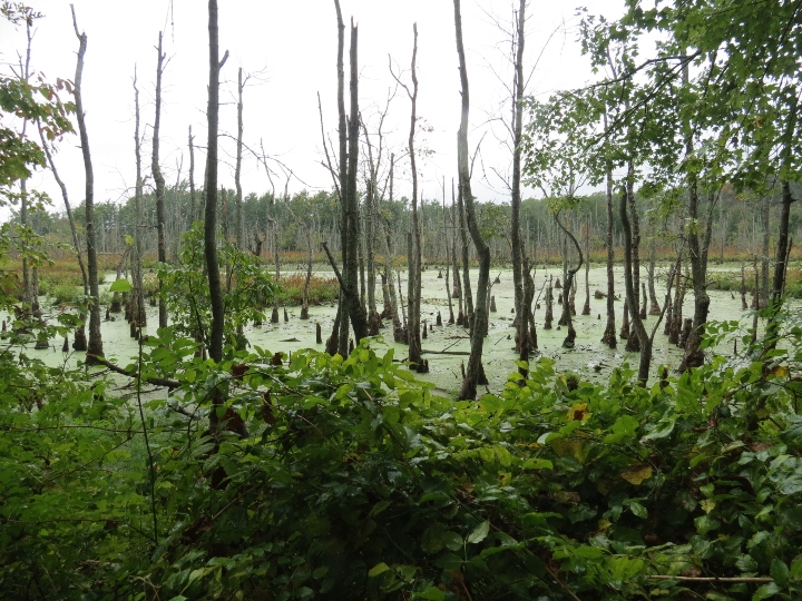 Swampy Habitat.